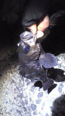 深日漁港でメバリング、サラシへキャストしてHIT