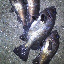 深日漁港でメバリング、サラシへキャストしてHIT