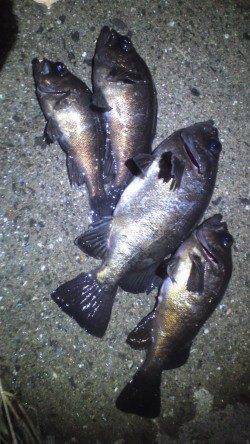 深日漁港でメバリング、サラシへキャストしてHIT