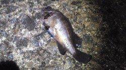 上げ潮のシャローへ入る魚を待ちヒット、深日漁港メバリング