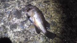 上げ潮のシャローへ入る魚を待ちヒット、深日…