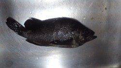 上げ潮のシャローへ入る魚を待ちヒット、深日漁港メバリング