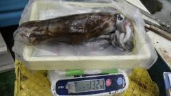 すさみ地磯でヤエン【イカと一緒に海に落ちる…