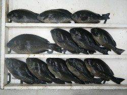 出雲の沖磯、午後から爆釣！フカセ釣果