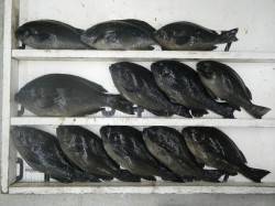 出雲の沖磯、午後から爆釣！フカセ釣果