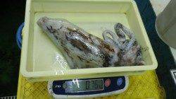 すさみより串本側がヨシ？串本アオリ釣果