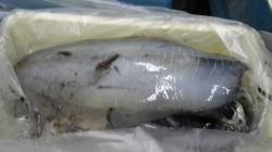 江住でエギング☆海は荒れていますが7ハイ釣…