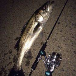ライトゲームタックルにシーバスがヒット in 佐野漁港
