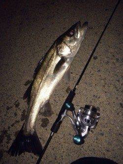 ライトゲームタックルにシーバスがヒット in 佐野漁港