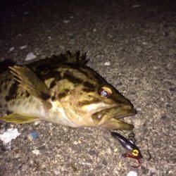 尾崎漁港で自転車メバリング釣行