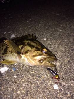 尾崎漁港で自転車メバリング釣行