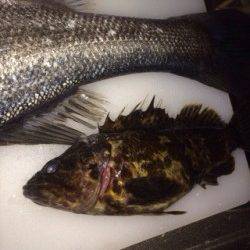 ライトゲームタックルにシーバスがヒット in 佐野漁港