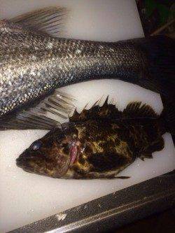 ライトゲームタックルにシーバスがヒット in 佐野漁港