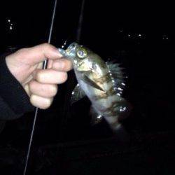 尾崎漁港で自転車メバリング釣行