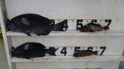 すさみ地磯で早朝フカセ　グレ40cmオーバー