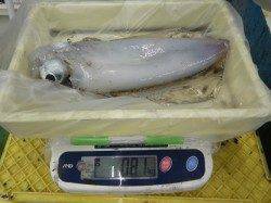 伊古木、ヤエンでアオリイカ釣れてます