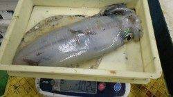 すさみ周辺、ウキ釣りでキロUPアオリイカ