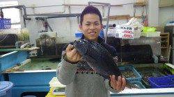 すさみ地磯で早朝フカセ　グレ40cmオーバー