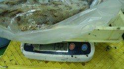 見老津の地磯でアオリイ10パイ・総重量6.5kg