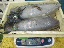670～760ｇのアオリイカ in 白浜・見草