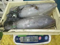670～760ｇのアオリイカ in 白浜・…