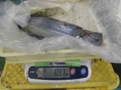 すさみ地磯ヤエンのアオリはアタリ４回で４杯…