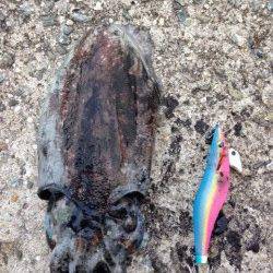 フィッシングショー前、コウイカ狙いで田ノ浦に