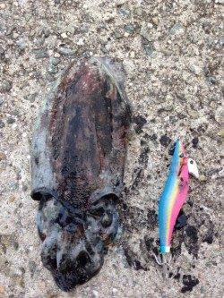 フィッシングショー前、コウイカ狙いで田ノ浦に