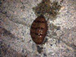 小島漁港にてアジングヒットせずガシリング