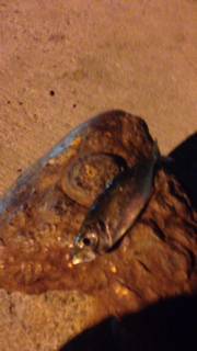 ベイトフィネスでガシリング、ブレーキ調整中にまさかのアジ