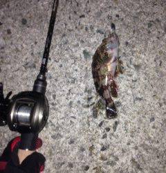 岩礁帯を恐れず投げ込めるベイトフィネス、楽しいです！