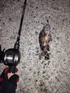 岩礁帯を恐れず投げ込めるベイトフィネス、楽…