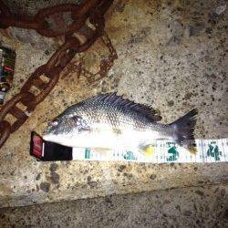 仕事終わりにサクッとチニング！