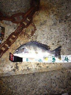 仕事終わりにサクッとチニング！