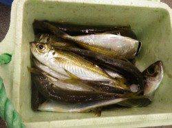 いっぱいつれたよ！ お子様のアジ・ガシラ釣果♪