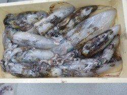 すさみ地磯でアオリイカ爆釣！！ヤエンでの釣果