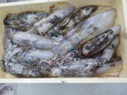 すさみ地磯でアオリイカ爆釣！！ヤエンでの釣…