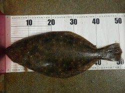 みなべ堺堤防にてヒラメ51㎝