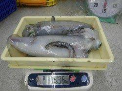 白浜地磯のヤエン釣りでアオリイカ好調