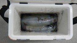 すさみ周辺、ウキ釣りでキロUPアオリイカ