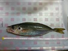 田辺の文里湾で念願の30㎝オーバーのアジ！…