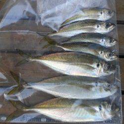 文里湾　サビキのウキ釣りで良型アジ30cmも