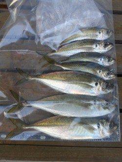 文里湾　サビキのウキ釣りで良型アジ30cmも