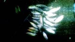 文里湾　サビキでアジのアタリ多数