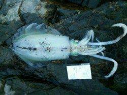 勝浦で800g級のアオリイカ