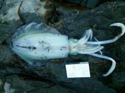 勝浦で800g級のアオリイカ