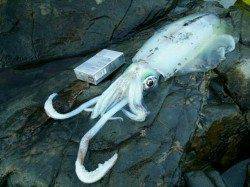 勝浦で800g級のアオリイカ