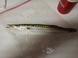 枯木灘前にてワームでカマスがヒット