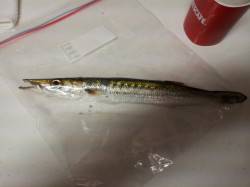 枯木灘前にてワームでカマスがヒット