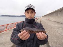 落し込みでアイナメの釣果〜平磯海づり公園〜…
